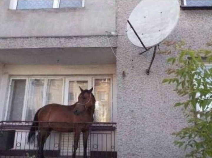Dear Resident,This is just a friendly reminder.Please do not leave your horse unattended on your balcony. All horses must be accompanied by their owner at all times when outside your apartment. Thank you,Management