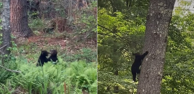 The twins in the woods on my property. Momma is close by.